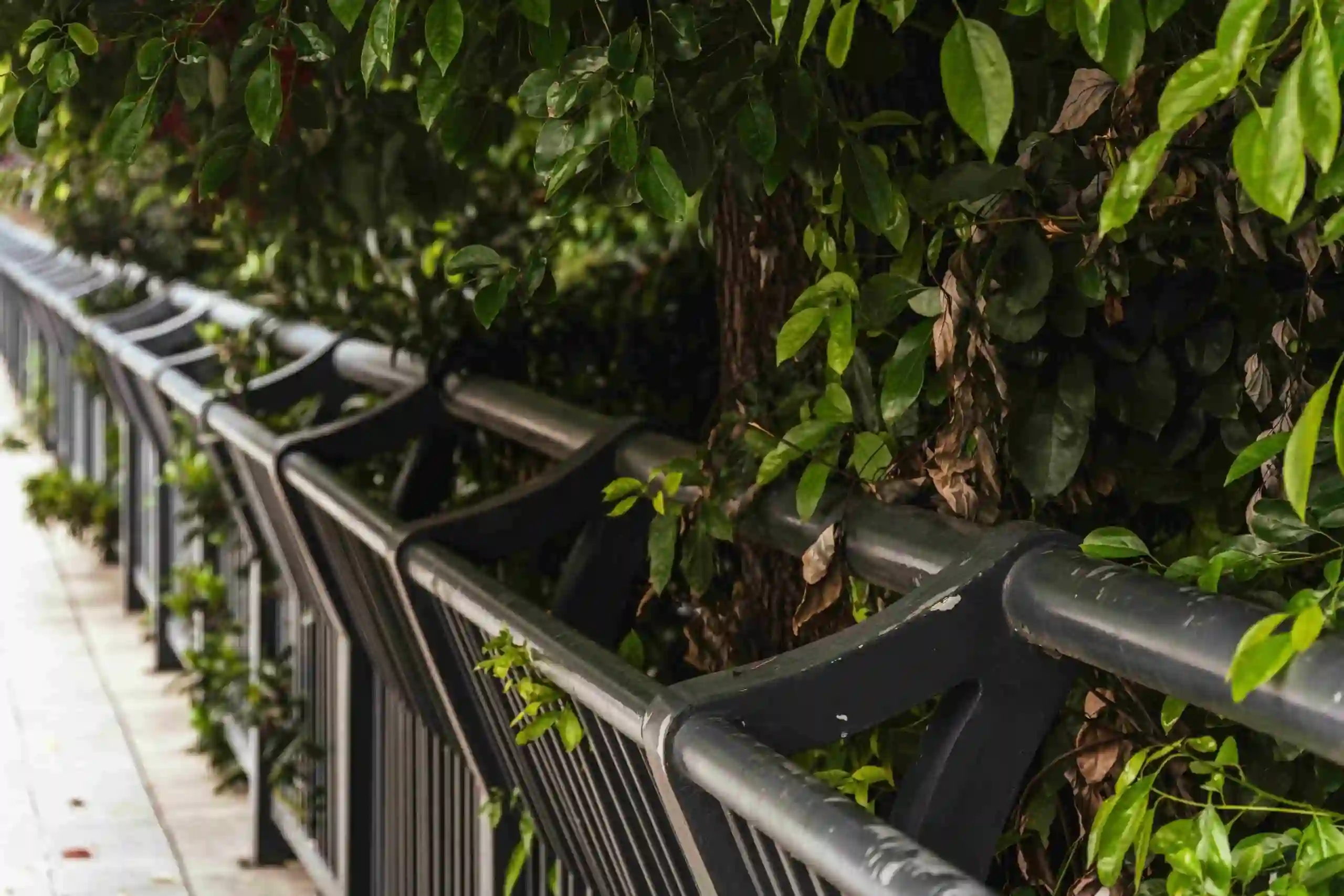 An aluminum railing runs alongside a sidewalk, partially covered by green leaves and branches from a